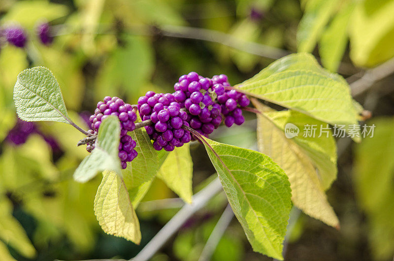 Beautyberry, calicarpa的特写，紫色的浆果出现在秋天。